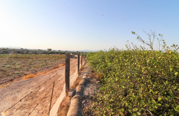 For Sale - Country land - Elche pedanias - LA MARINA