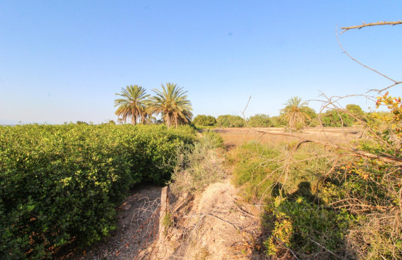 For Sale - Country land - Elche pedanias - LA MARINA