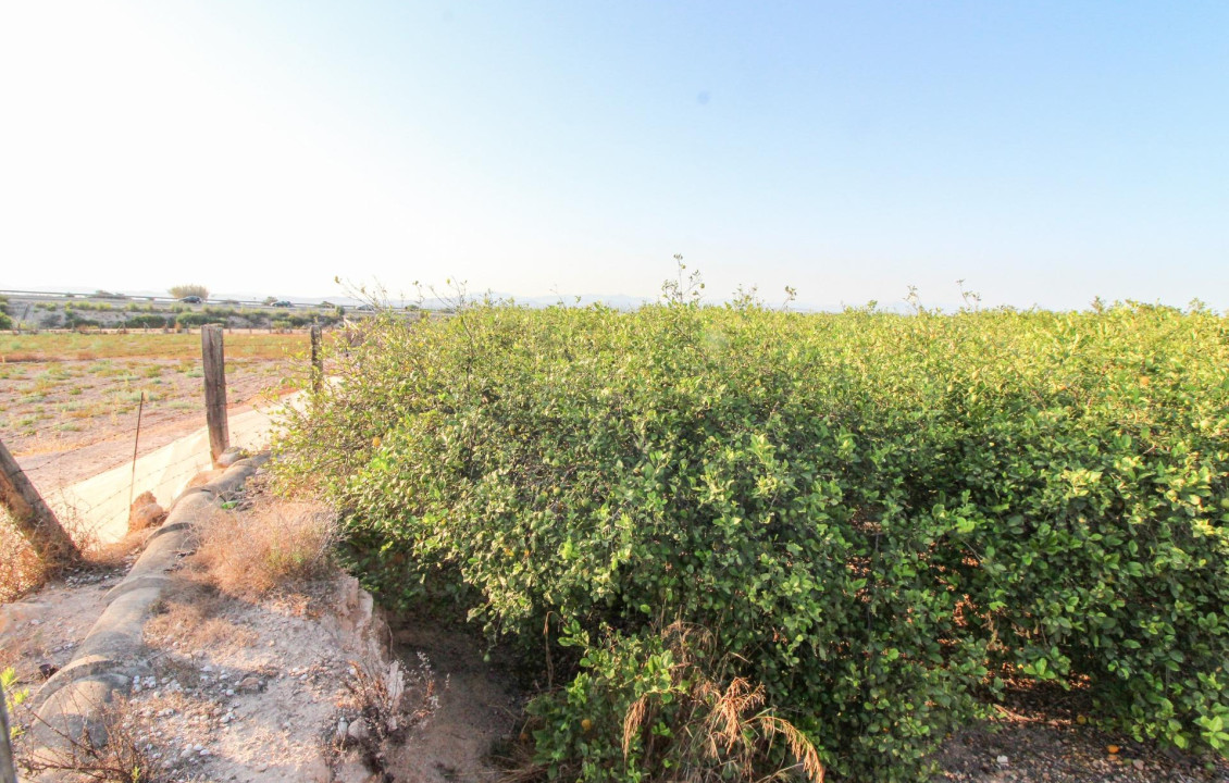 For Sale - Country land - Elche pedanias - LA MARINA
