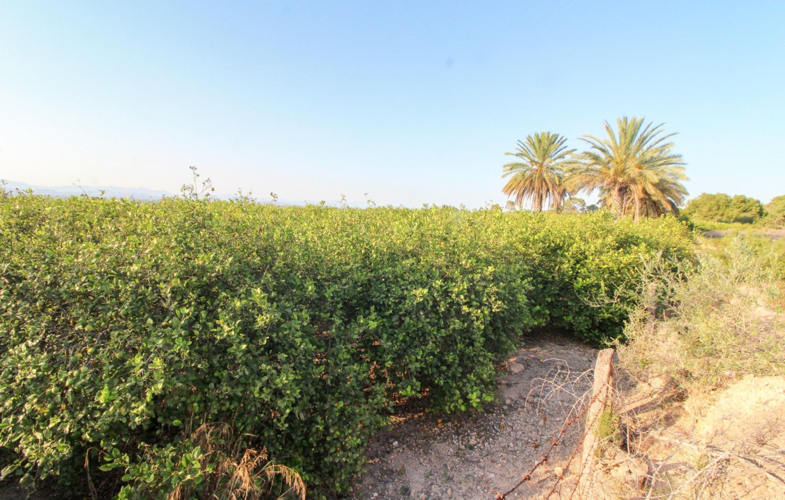 For Sale - Country land - Elche pedanias - LA MARINA