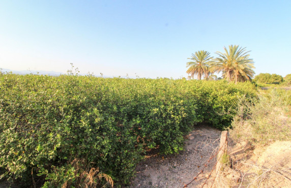 For Sale - Country land - Elche pedanias - LA MARINA
