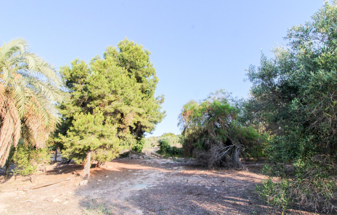 For Sale - Country land - Elche pedanias - LA MARINA