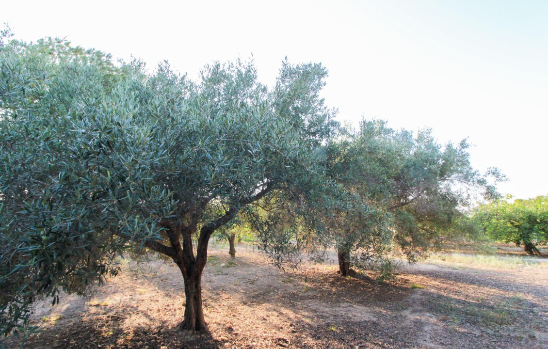 For Sale - Country land - Elche pedanias - LA MARINA
