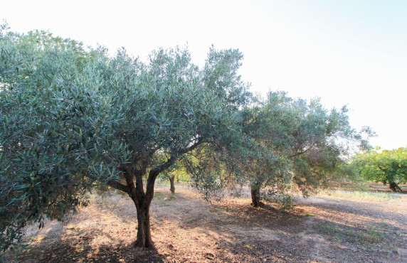 For Sale - Country land - Elche pedanias - LA MARINA