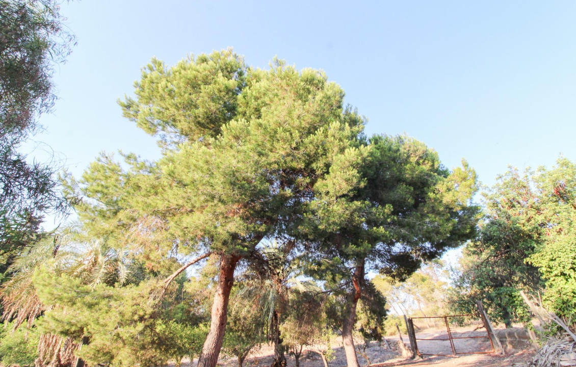 For Sale - Country land - Elche pedanias - LA MARINA