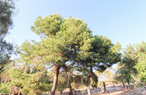 For Sale - Country land - Elche pedanias - LA MARINA