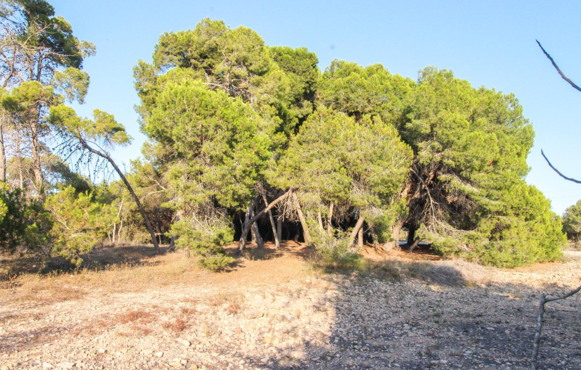 For Sale - Country land - Elche pedanias - LA MARINA