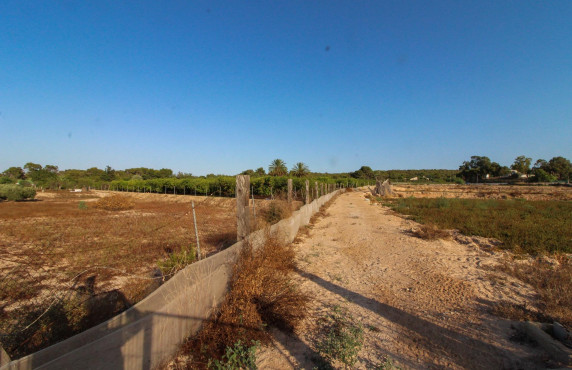 For Sale - Country land - Elche pedanias - LA MARINA