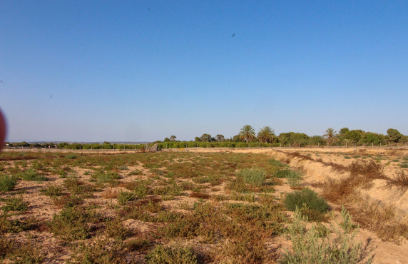 For Sale - Country land - Elche pedanias - LA MARINA