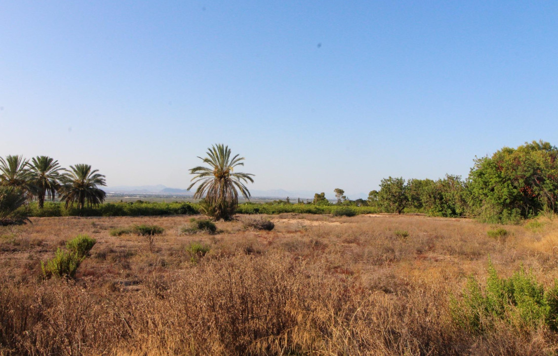 For Sale - Country land - Elche pedanias - LA MARINA