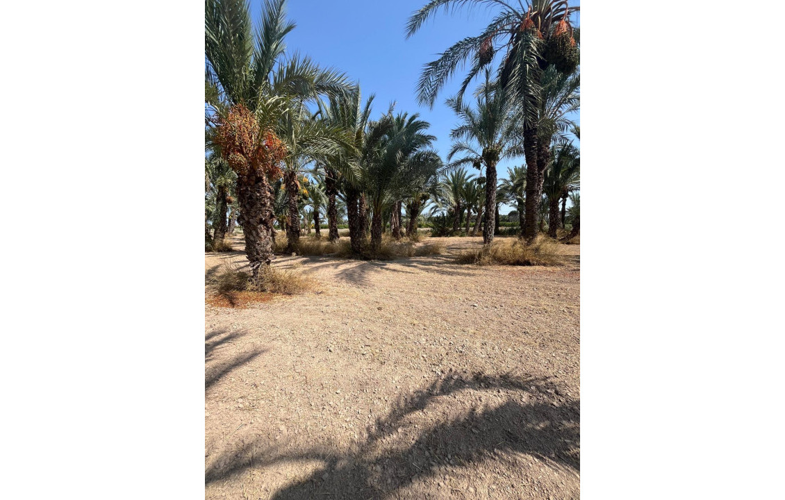 Venta - Country land - Matola - Algoda-Matola-Llano de San José