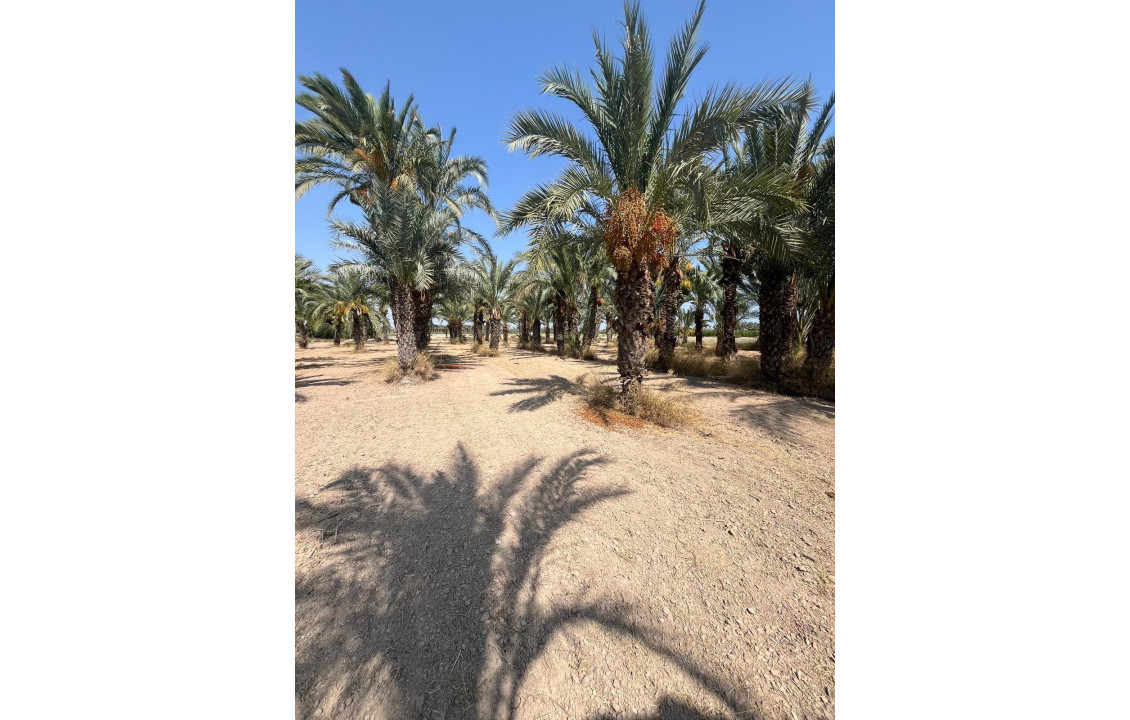 Venta - Country land - Matola - Algoda-Matola-Llano de San José