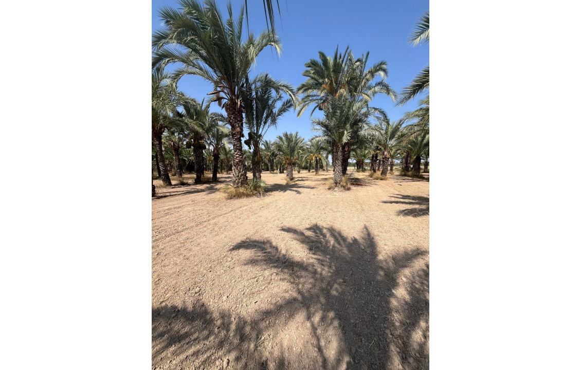 Venta - Country land - Matola - Algoda-Matola-Llano de San José