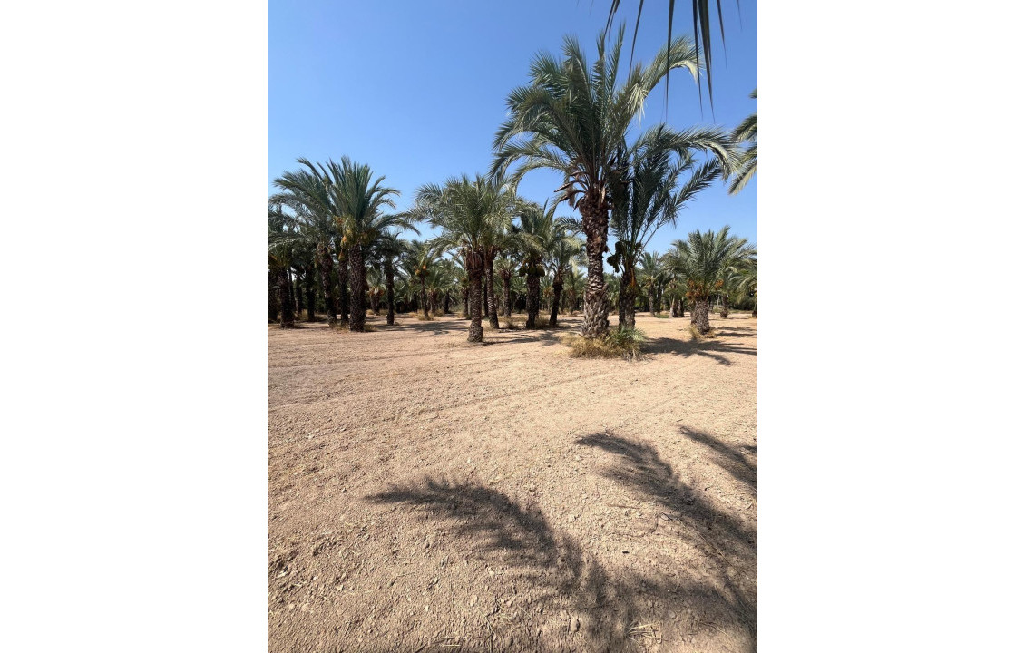 Venta - Country land - Matola - Algoda-Matola-Llano de San José