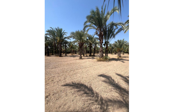 Venta - Country land - Matola - Algoda-Matola-Llano de San José