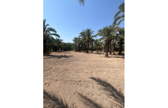 Venta - Country land - Matola - Algoda-Matola-Llano de San José