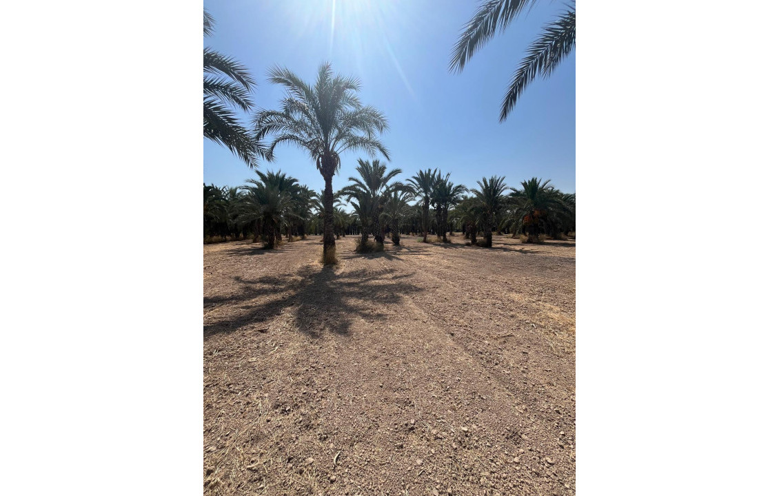 Venta - Country land - Matola - Algoda-Matola-Llano de San José