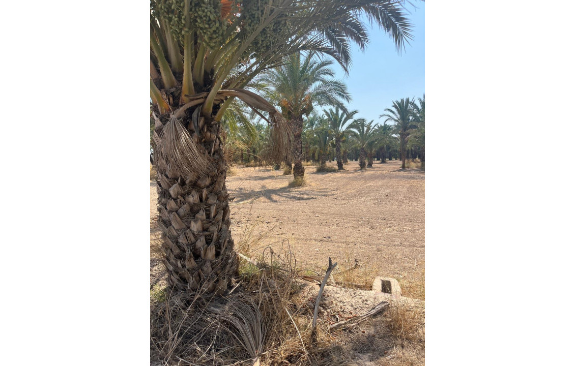 Venta - Country land - Matola - Algoda-Matola-Llano de San José