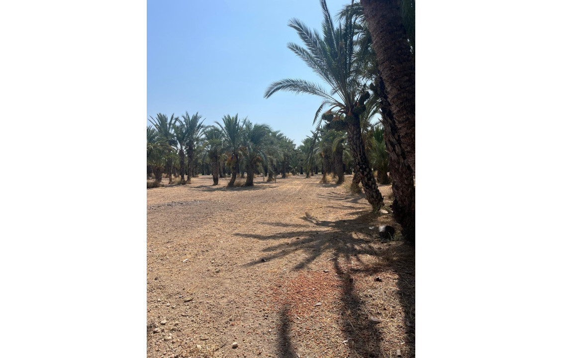 Venta - Country land - Matola - Algoda-Matola-Llano de San José