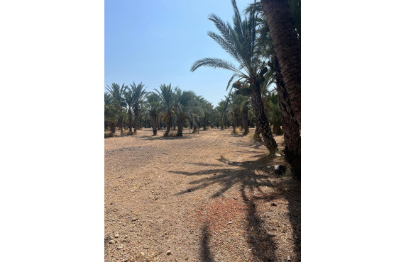 Venta - Country land - Matola - Algoda-Matola-Llano de San José