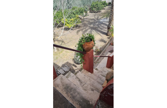 Venta - villa - Elche pedanias - Algoda