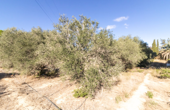 Venta - Chalet - Elche - Alzabares Alto