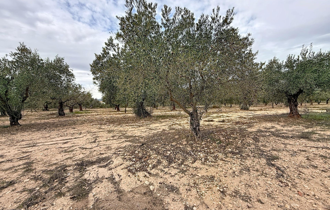 For Sale -  - Onil - El Pla