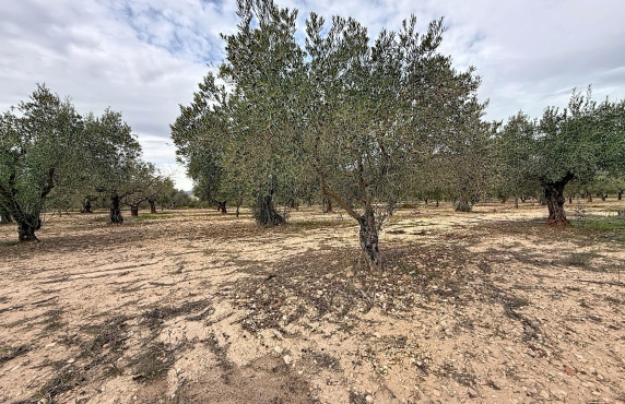 For Sale -  - Onil - El Pla