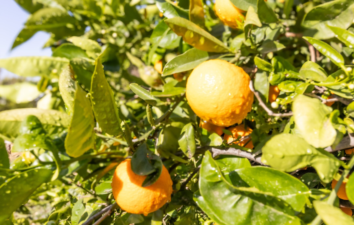 For Sale -  - Elche - LLANO SAN JOSE