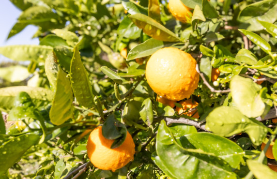 For Sale -  - Elche - LLANO SAN JOSE