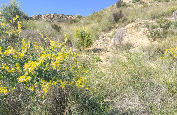 Venta - Parcela - Elche - Ferriol