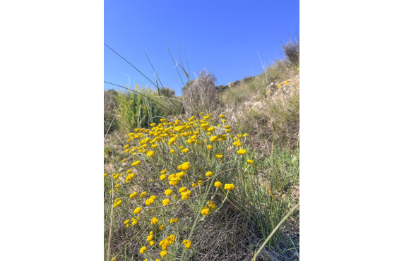 Venta - Parcela - Elche - Ferriol