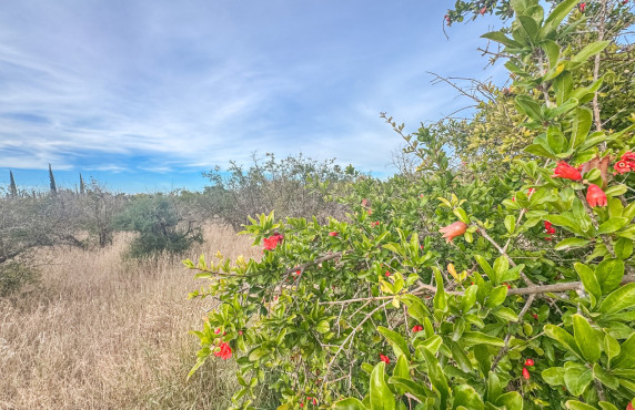For Sale - Plot - Elche - Matola
