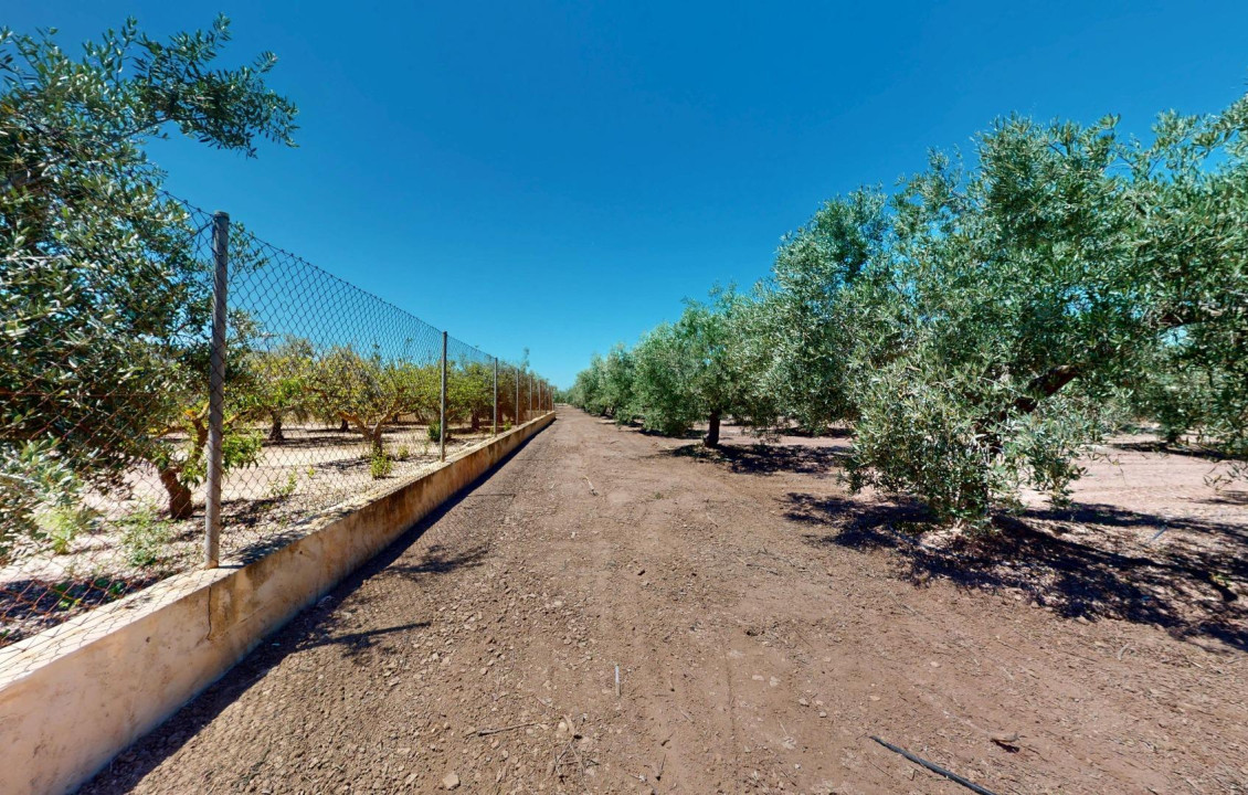 For Sale -  - Elche pedanias - baya baja