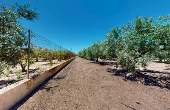 For Sale -  - Elche pedanias - baya baja