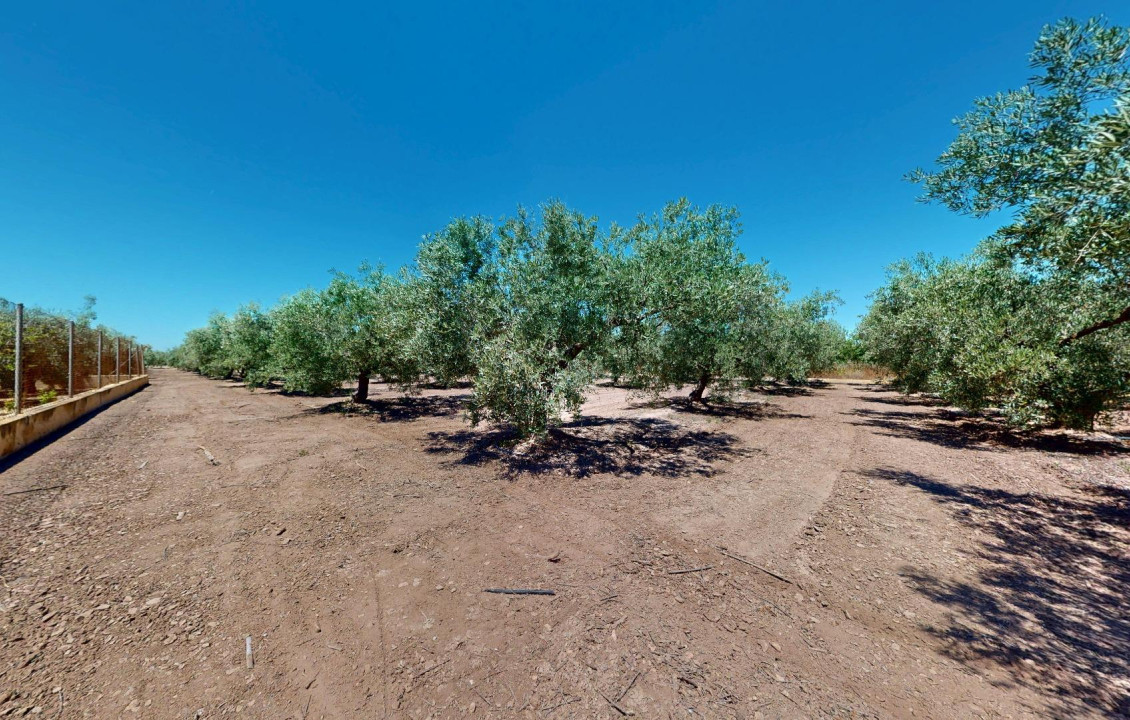 For Sale -  - Elche pedanias - baya baja