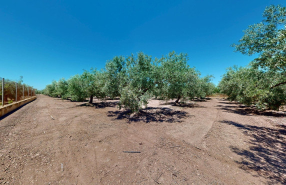 For Sale -  - Elche pedanias - baya baja