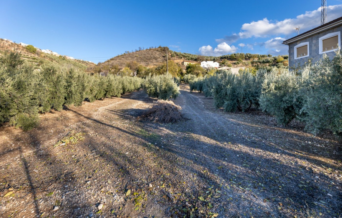 Venta - Fincas y solares - Iznalloz - Granada