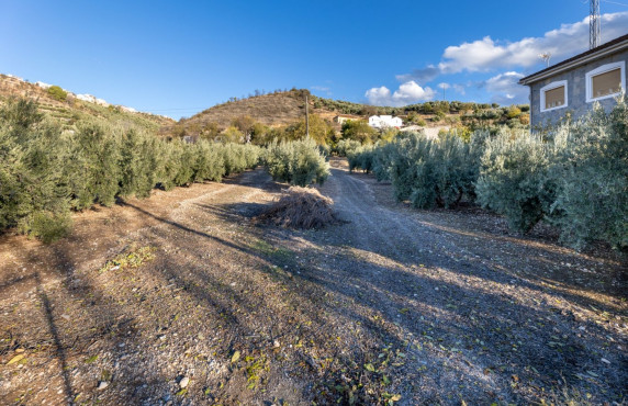 Venta - Fincas y solares - Iznalloz - Granada