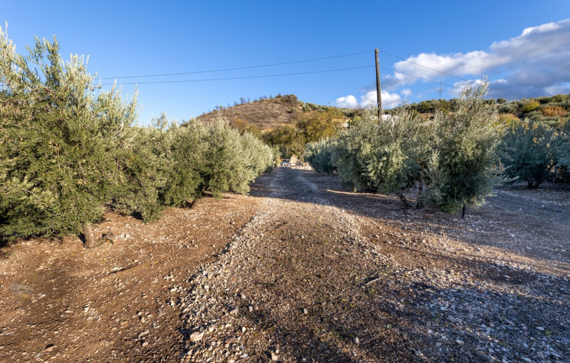 Venta - Fincas y solares - Iznalloz - Granada