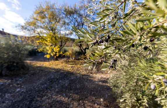 Venta - Fincas y solares - Iznalloz - Granada