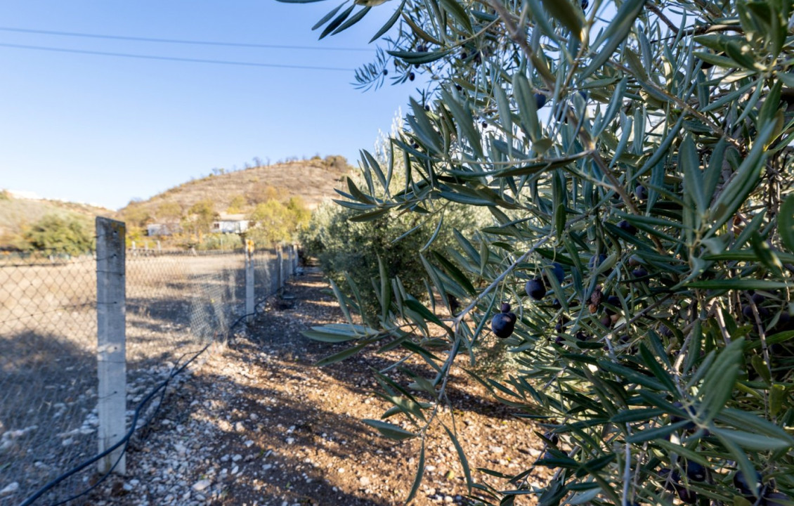 Venta - Fincas y solares - Iznalloz - Granada