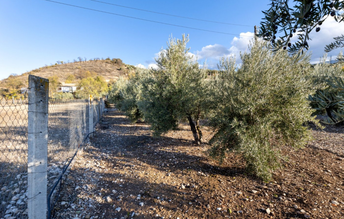 Venta - Fincas y solares - Iznalloz - Granada