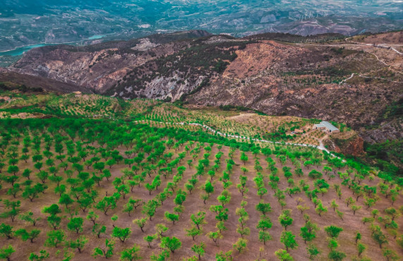 Venta - Fincas y solares - Lecrín - 5