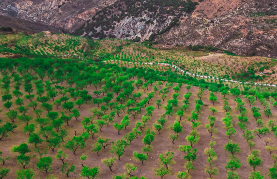 Venta - Fincas y solares - Lecrín - 5